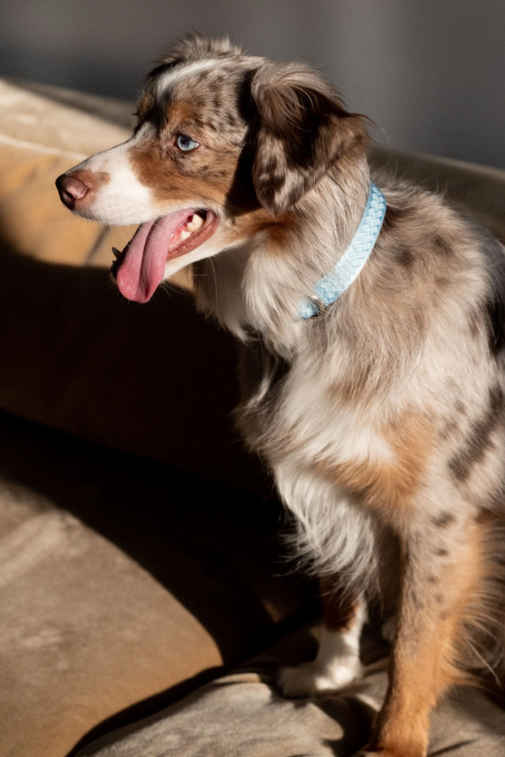 Ensemble Cloud – Harnais, Collier et Laisse pour Chien – Image 7