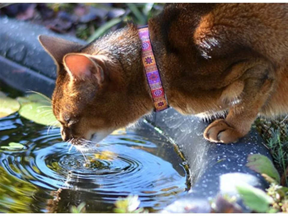 Collier pour chats LEMONADE – Image 2
