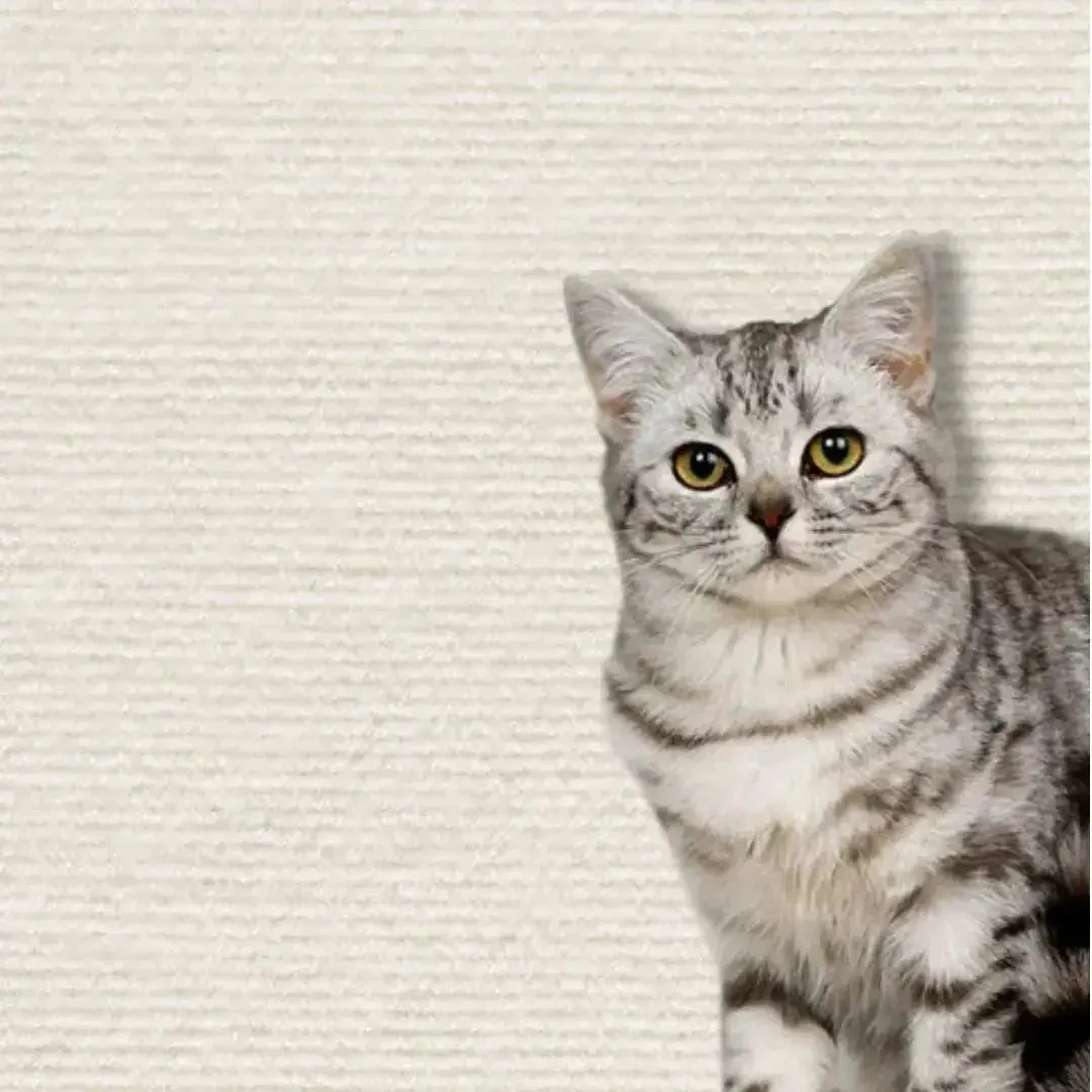Griffoir pour Chat Protège meubles (Dimension 60x60cm) Griff'Escalade™ – Image 9